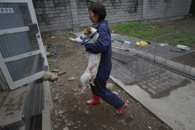 In this photo taken on Monday, April 9, 2012, a dog is taken to be euthanized by lethal injection at a government-run shelter in Taoyuan, northern Taiwan. In an ongoing project, Taiwanese photographer