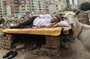 An ethnic Uighur man takes a nap on a board as his sheep, which is tied to the board, stands next to him at a demolition site in Aksu