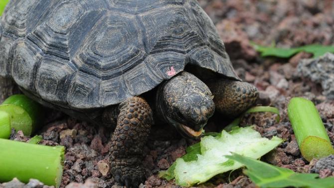 Experts believe 14 subspecies of tortoises have lived on the Galapagos Islands, of which three -- including Chelonoidis sp -- are extinct