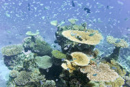 回應氣候變遷衝擊 馬爾地夫耗資百萬投入溼地保育