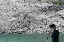 A businessman uses a mobile phone in front of cherry blossoms in full bloom in Tokyo