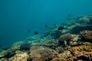 Half of Great Barrier Reef Lost in Past 3 Decades