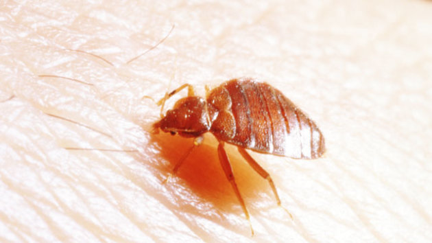 Top City for Bedbugs Named (ABC News)