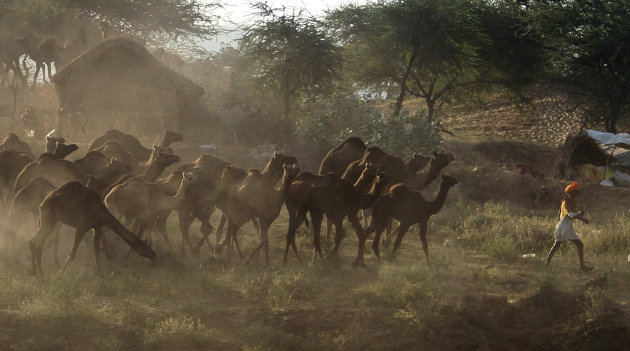 An Indian camel herder arrives with his livestock at a camel fair in Pushkar, India, Wednesday, Nov. 2, 2011. Pushkar, located on the banks of Pushkar Lake, is a popular Hindu pilgrimage spot that is 