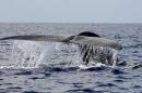 Picture taken on March 26, 2009 shows a blue whale swimming in the deep waters off the southern Sri Lankan town of Mirissa