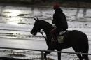 Preakness Stakes favorite California Chrome heads back to the barn after a morning workout in the rain under exercise rider Willie Delgado at Pimlico Race Course, Friday, May 16, 2014, in Baltimore. The 139th Preakness horse race takes place Saturday. (AP Photo/Garry Jones)