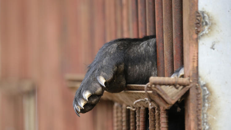 Bear bile-extracting farms near collapse in SKorea