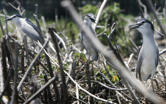 Grey herons guard their nests at the Candaba Swamp and Bird Sanctuary in Pampanga, April 15,  2012. Grey herons are among the 80 species of migratory birds that regularly flock to the Candaba Swamp when it is winter season in other countries. (Mike Alquinto, NPPA Images)