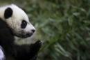 File photo of Giant Panda cub Bei Bei is shown to the media at the Smithsonian National Zoo in Washington