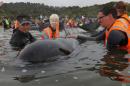 Volunteers look after a pod of stranded pilot whales as they prepare to refloat them after one of the country's largest recorded mass whale strandings, in Golden Bay, at the top of New Zealand's South Island