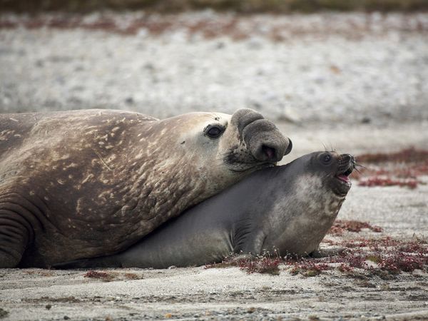 Elephant Seal Patagonia