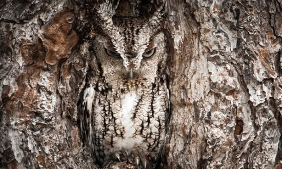 ▲優選 Potrait of an Eastern Screech Owl/ Photo by Graham McGeorge