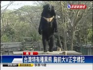 比貓熊珍貴!網路發起「愛台灣黑熊」