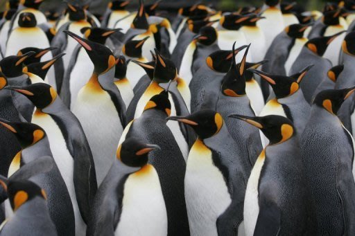 Colônia de pinguins na Antártida