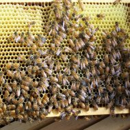 Πέθανε 74χρονη όταν της επιτέθηκε σμήνος μελισσών Bees_420_420