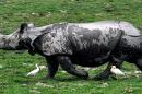 2 rhino poachers shot dead in Assam