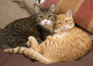 Penny & Dexter have trendy cat names