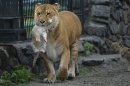 In this Tuesday, June 18, 2013 photo, Zita, a liger - half-lioness, half-tiger - carries her one month-old liliger cub in the Novosibirsk Zoo. The cub's father is a lion, Sam. (AP Photo /Ilnar Salakhiev)