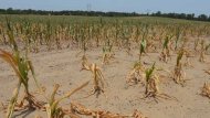 Sweltering Heat May Wreak Havoc on Corn Crops (ABC News)