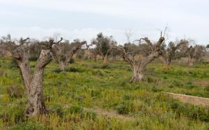 Olive trees infected by the bacteria "Xylella …