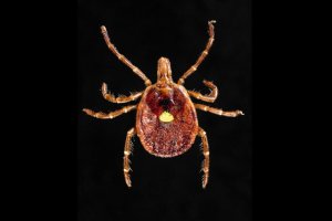 Heartland Virus Is Carried by Ticks
