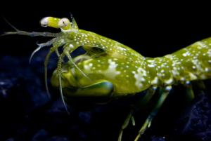 Natural Sunscreen Explains Mantis Shrimp's Amazing UV Vision