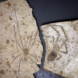 Biggest Spider Fossil Now Has a Mate — But It&#39;s Complicated