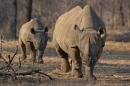 An endangered east African black rhino and her young one walk in Tanzania's Serengeti park in this file photo