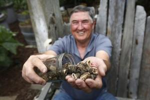 San Francisco Mycological Society President Curt Haney displays some dried morel mushrooms at his home in San Francisco