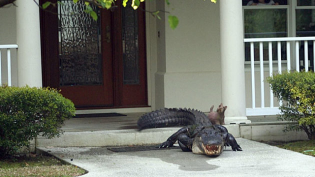ht-alligator-front-door-south-carolina-t