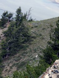 This July 15, 2012, image provided by Coty Creighton shows the "goat man," in white at center, right, near Ogden, Utah. This man spotted dressed in a goat suit among a herd of wild goats in the mountains of northern Utah has wildlife officials worried he could be in danger as hunting season approaches. Phil Douglass of the Utah Division of Wildlife Resources said Friday July 20, 2012, the person is doing nothing illegal, but he worries the so-called "goat man" is unaware of the dangers. (AP Photo/Coty Creighton)