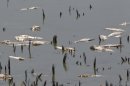 In this July 26, 2012 photo, dead fish float in a drying pond near Rock Port, Mo. Multitudes of fish are dying in the Midwest as the sizzling summer dries up rivers and raises water temperatures in some spots to nearly 100 degrees. (AP Photo/Nati Harnik)