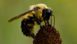 Popular pesticide hurts wild bees in major field s …