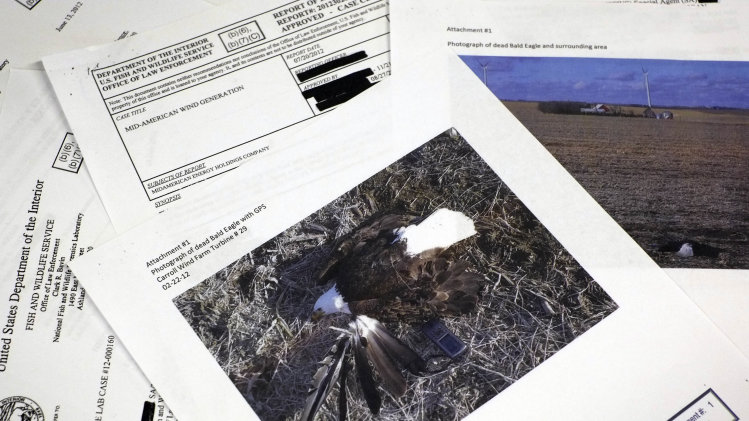 Study: Wind farms killed 67 eagles in 5 years