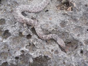 Lost &#39;Nightsnake&#39; Rediscovered on Volcanic Island off Mexico