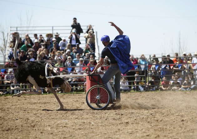 تصاویری از مسابقات شتر مرغ سواری  سالیانه در آریزونا.جندی شاپور البرز