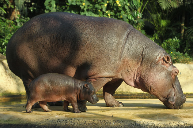 Baby Hippopotamus Presentation …