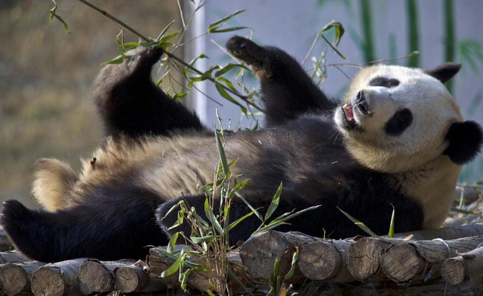 FILE - In this  Jan. 28, 2013 file photo, giant panda Ya Ya plays at a wildness recovery training base in Foping county in northwest China&#39;s...