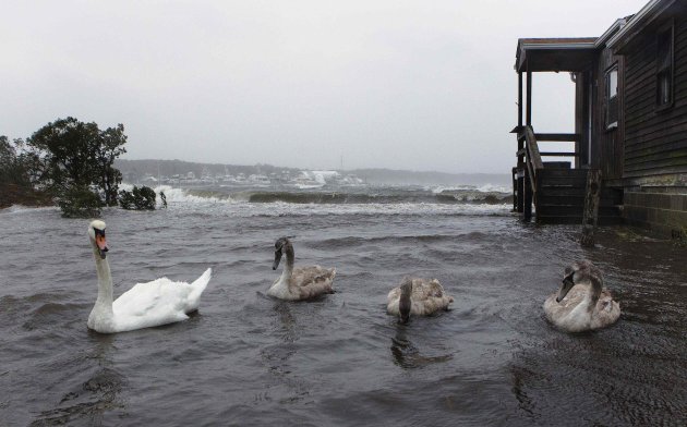 Swans swim in a yard that has been flooded by storm surf kicked up by the high winds from Hurricane Sandy in Southampton, New York