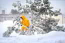 A man emerges from the snow beyond a pine twisted from heavy winds near Nantasket Beach in Hull, Mass., Tuesday, Jan. 27, 2015. Massachusetts was pounded by snow and lashed by strong winds early Tuesday as bands of heavy snow left some towns including Sandwich on Cape Cod and Oxford in central Massachusetts reporting more than 18 inches of snow. (AP Photo/The Quincy Patriot Ledger, Gary Higgins) BOSTON HERALD OUT; BOSTON GLOBE OUT; QUINCY OUT (REV-SHARE)