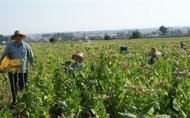 Να φορολογούνται με βάση τα στρέμματα, ζητούν οι αγρότες της Κεντρικής Μακεδονίας