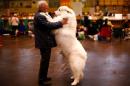 Arthur Ward stands with his Pyrenean Mountain Dog Cody during the first day of the Crufts Dog Show in Birmingham