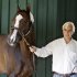 Trainer Bob Baffert leads Preakness Stakes horse race hopeful Bodemeister around the barn at at Pimlico racetrack, Wednesday, May 16, 2012, in Baltimore. (AP Photo/Garry Jones)
