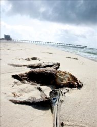 Una humareda se levanta el 19 de junio de 2010 sobre la superficie del mar en el Golfo de México, producto del petróleo acorralado y quemado cerca de la zona donde se hundió la plataforma petrolera de la empresa británica BP y que causó el mayor vertido de petróleo en la historia de Estados Unidos. EFE/Bevil KnappCAYO HUESO (ESTADOS UNIDOS.- Fotografía tomada el 15 de agosto de 2010 que muestra un ejemplar de coral de fuego (Millepora alcicornis) en el arrecife de Looe al norte de Cayo Hueso en Florida (Estados Unidos). En él se comprueba los impactos del petróleo y los dispersantes químicos en el ecosistema, a raíz del derrame de crudo de la plataforma de la British Petroleum (BP) en el Golfo de México. EFE/Todd Warshaw/Greenpeace/SOLO USO EDITORIALPENSACOLA (EE.UU.), 5/6/2010.- Imagen de un ave muerta en Pensacola Beach, en Florida, por el escape de crudo en el pozo Deepwater Horizon de la petrolera BP en el Golfo de México. . EFE/Dan Anderson