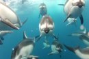 Pod of Dolphins Get Up Close With Camera