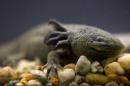 FILE - In this Sept. 27, 2008 file photo, a salamander-like axolotl, also known as the "water monster" and the "Mexican walking fish," swims in a tank at the Chapultepec Zoo in Mexico City. The axolotl may have disappeared from its only known natural habitat, Mexico City's Lake Xochimilco. Biologist Luis Zambrano of Mexico's National Autonomous University said Tuesday, Jan. 28, 2014, the most recent three-month attempt to net axolotls found not one of the creatures. (AP Photo/Dario Lopez-Mills, File)