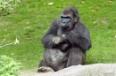 Pattycake, the first gorilla born in New York City, sits in the Wildlife Conservation Society's Bronx Zoo
