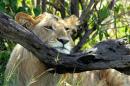 -PHOTO TAKEN 11JAN05- A lion rests his head on a tree branch in Kenya's Maasai Mara game reserve, 24..