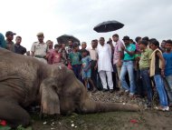 30 de maio - Bengala Ocidental, Índia - Pessoas observam <a target="_blank" href="http://br.noticias.yahoo.com/quatro-elefantes-morrem-atropelados-trem-%C3%ADndia-153631972.html">elefante atropelado</a> por um trem nesta quinta-feira (30) na Índia