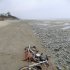ADDS THAT THE MOTORBIKE WAS PHOTOGRAPHED AFTER THE CONTAINER WAS WASHED AWAY - In this photo taken by Canadian Peter Mark in the end of April, 2012, and released on Wednesday, May 2, a Harley-Davidson motorbike lies on a beach in Graham Island, western Canada. Japanese media say the motorcycle lost in last year's tsunami washed up on the island about 6,400 kilometers (4,000 miles) away. The rusted bike was originally found by Mark in a large white container where its owner, Ikuo Yokoyama, had kept it. The container was later washed away, leaving the motorbike half-buried in the sand. Yokoyama, who lost three members of his family in the March 11, 2011, tsunami, was located through the license plate number, Fuji TV reported Wednesday. (AP Photo/Kyodo News, Peter Mark) JAPAN OUT, MANDATORY CREDIT, NO LICENSING IN CHINA, HONG KONG, JAPAN, SOUTH KOREA AND FRANCE